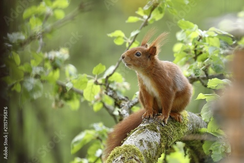 Eurasian red squirrel (Sciurus vulgaris), sitting in an apple tree in the garden, North Rhine-Westphalia, Germany