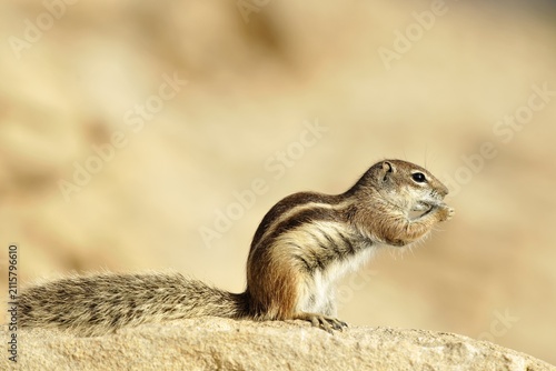 Barbary Ground Squirrel (Atlantoxerus getulus), Fuerteventura, Canary Islands, Spain, Europe