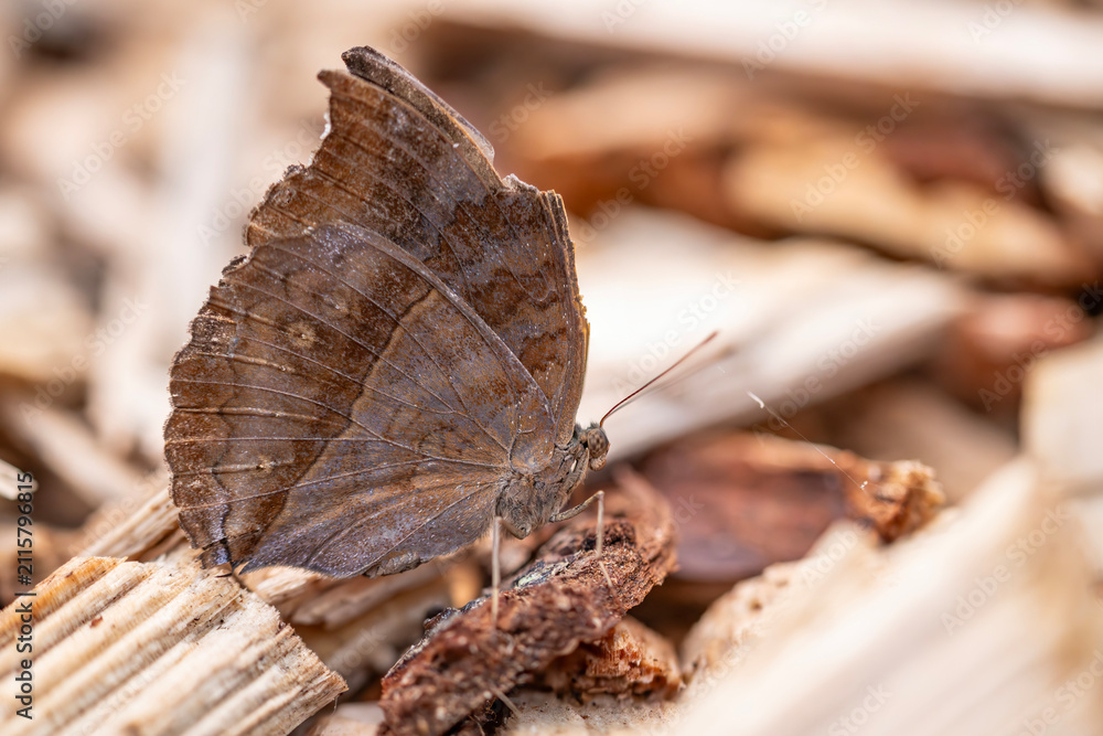 Naklejka premium Chocolate pansy butterfly (Junonia iphita) resting on wood mulch in side view close-up.