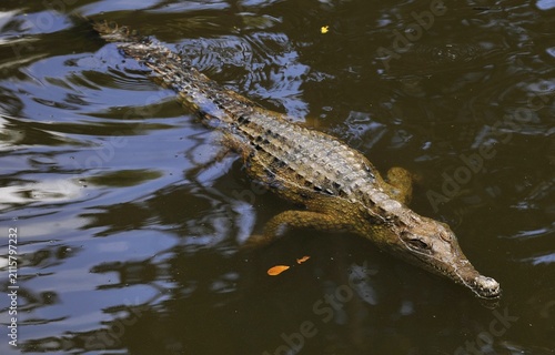 Australian Freshwater crocodile, (Crocodylus johnsoni), Northern Territory Australia
