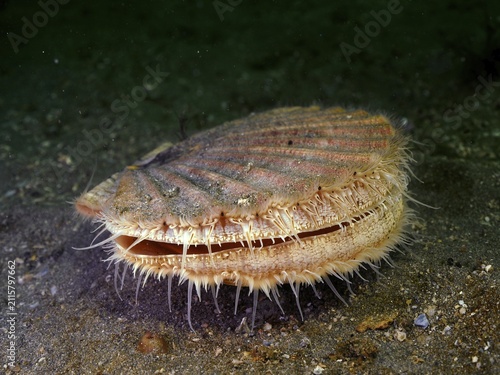 Scallop (Pecten maximus), underwater, in the water, dive site Renvyle, Co. Galway, Irish Sea, North Atlantic, Ireland