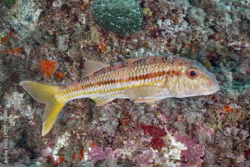 A striped barb (Mullus surmuletus) swimming along a reef, dive site L'anse aux blés, Giens peninsula, Provence Alpes Côte d'Azur, France