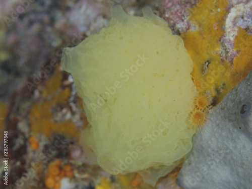 Yellow lattice calcareous sponge (Clathrina clathrus), marine sponge, on a colourful underwater rock in the Mediterranean near Hyères. Dive site Les Grottes, Giens peninsula, Provence Alpes Côte d'Azur, France