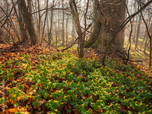 Frühling im Wald, blühende Winterlinge bedecken den Boden, Thüringen, Deutschland