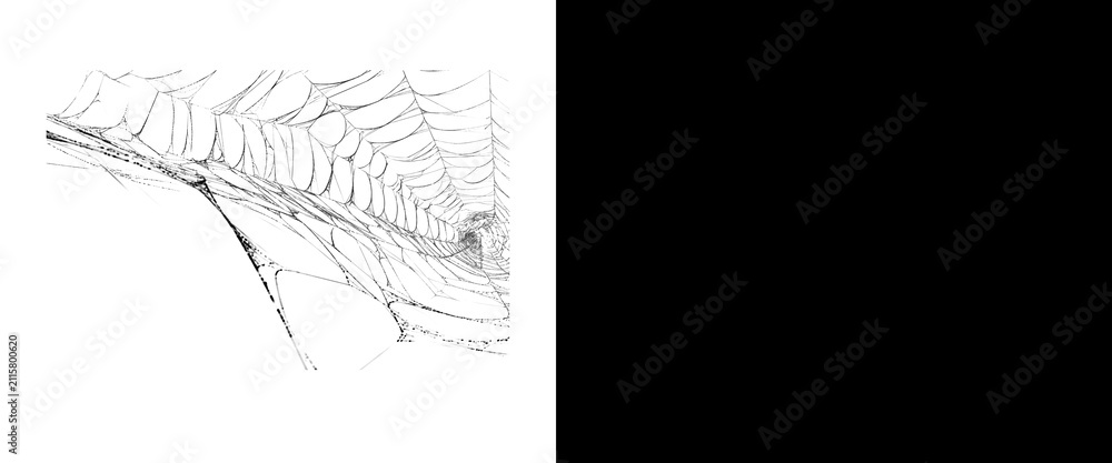Fototapeta premium Intricate spider web sketch on white background, hand drawn cobweb illustration, minimalist spiderweb line art, delicate silk thread pattern for Halloween