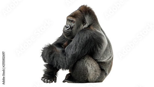 Photography Large wild black gorilla sitting down alert isolated on transparent background