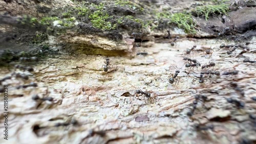 Macro shot of a colony of black ants crawling and moving busily on rough tree bark in the forest