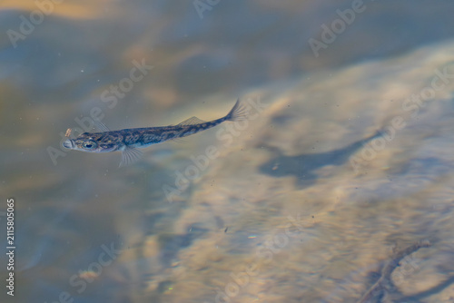Fotografía Ninespine stickleback fish (Pungitius pungitius) swimming in clear water casting shadow on sandy bottom in Latvia