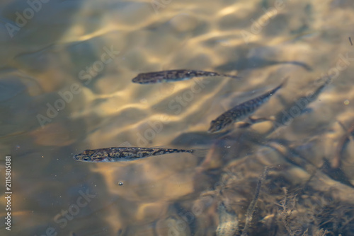 Group of Ninespine stickleback fish (Pungitius pungitius) swimming together in clear shallow water in Latvia.