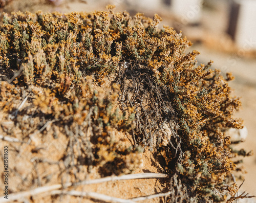 Fotografie coastal plant