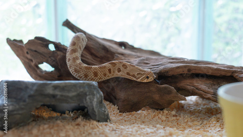 Western hognose snake climbing on a piece of driftwood with tongue out inside enclosure