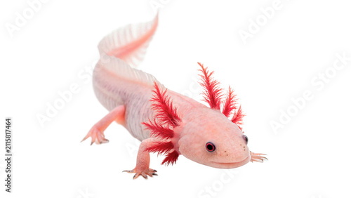 Cuadro en lienzo Exotic pink axolotl salamander swimming with soft fins isolated on transparent b