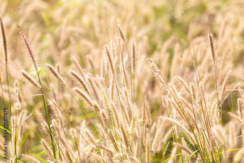Field of golden fountain grass glowing in warm sunlight