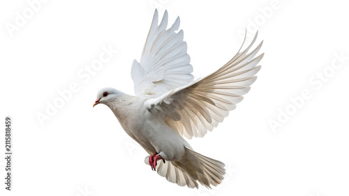 Beautiful wild white dove bird flying with open wings isolated on transparent background