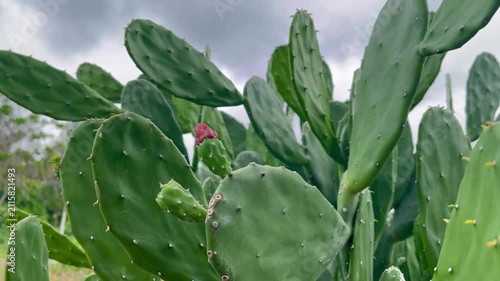Prickly Pear Cactus