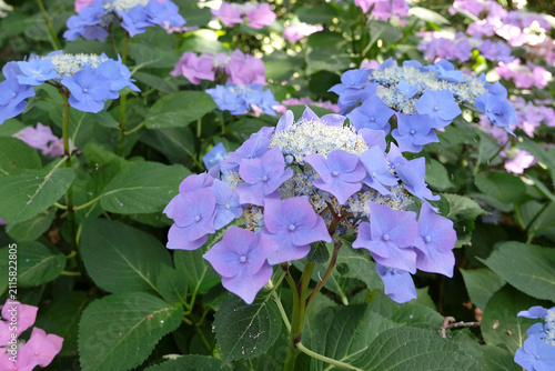 Canvastavla Lilac, blue lace cap hydrangea macrophylla ‘Mowe’ in flower...