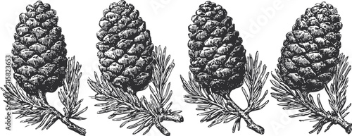 Vintage pine cones illustration with detailed needles and branches in black and white