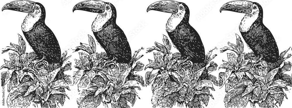 Obraz premium four black and white vintage illustrations of toucans perched on leafy branches in detailed ink