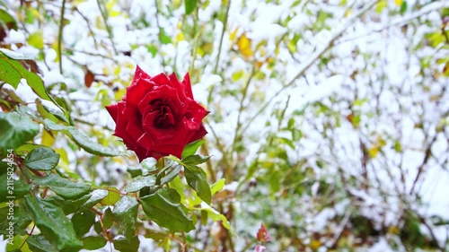 Bush of a red rose plant with a beautiful bright flower on which white snow fell and partially melted, frontal view. Transparent water droplets on the green leaves, background is blurred, winter time