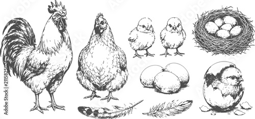 hand drawn chicken family set with rooster hen chicks eggs nest feather vintage illustration