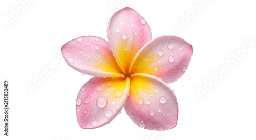 Canvastavla Fresh pink and yellow plumeria flower with crystal water drops isolated on a bla