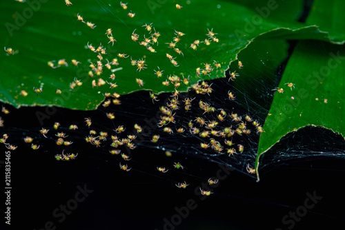 Bild auf Leinwand Swarm of baby spiders gathering on a green leaf