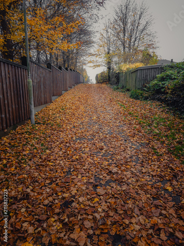 autumn in the park