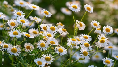 False Chamomile Matricaria Perforata Flowers