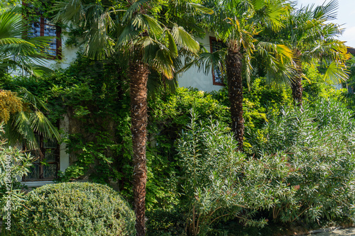 Картината върху платно Scene evokes tranquil, tropical atmosphere typical of Mediterranean climates