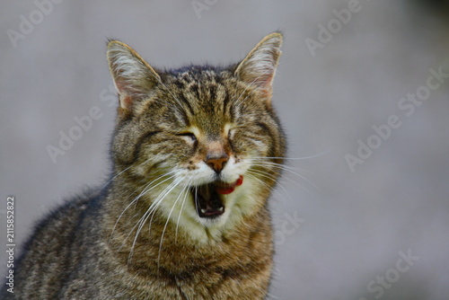 фотографія Hauskatze