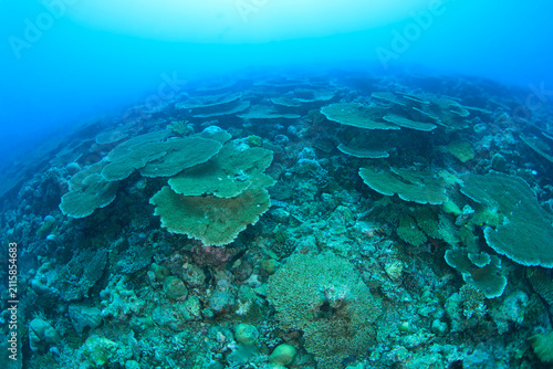 A view of an area teeming with stony coral in the Indian Ocean.