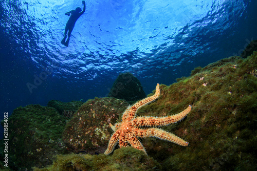 A swimmer swims over a starfish resting on some rocks on the seabed