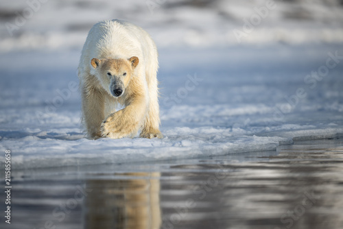 Wild Polar Bear walking towards the camera across sea Ice in Svalbard
