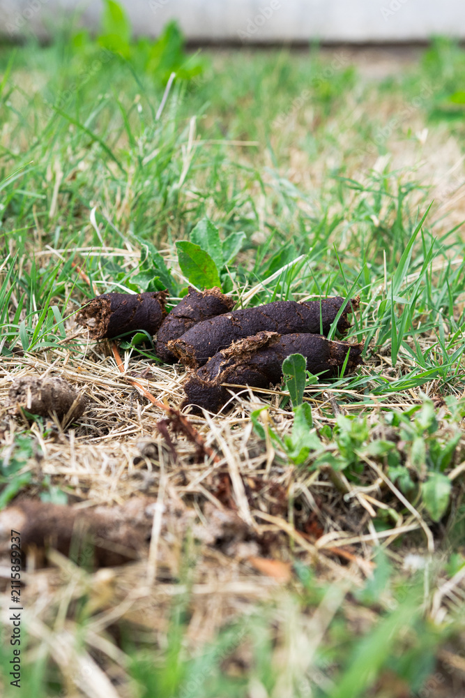 Fototapeta premium Dog feces on the ground. Dog poop in the grass. Dog droppings in a park. Pet feces. Cleaning up after a pet