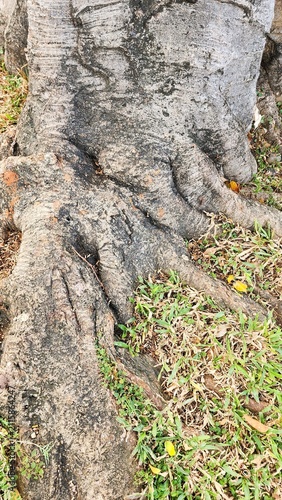 Large tree roots emerging from the ground, surrounded by grass; the tree stands in the center of a public park with a warm tropical climate—even in the morning—making it an ideal spot to refresh the s