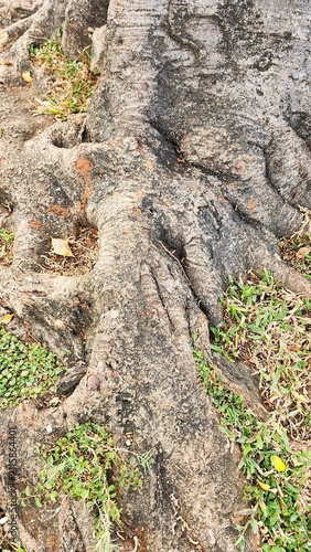Large tree roots emerging from the ground, surrounded by grass; the tree stands in the center of a public park with a warm tropical climate—even in the morning—making it an ideal spot to refresh the s
