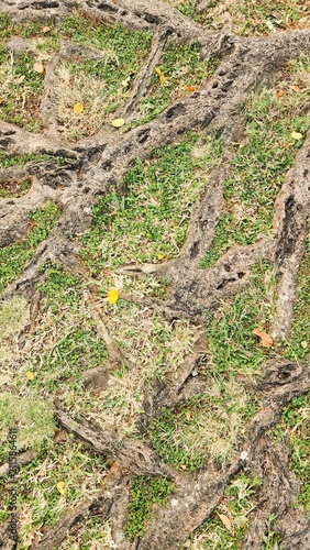 Large tree roots emerging from the ground, surrounded by grass; the tree stands in the center of a public park with a warm tropical climate—even in the morning—making it an ideal spot to refresh the s