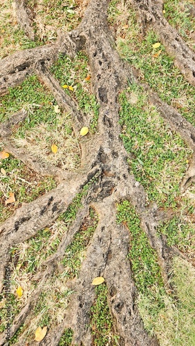Large tree roots emerging from the ground, surrounded by grass; the tree stands in the center of a public park with a warm tropical climate—even in the morning—making it an ideal spot to refresh the s