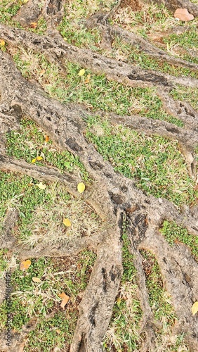 Large tree roots emerging from the ground, surrounded by grass; the tree stands in the center of a public park with a warm tropical climate—even in the morning—making it an ideal spot to refresh the s
