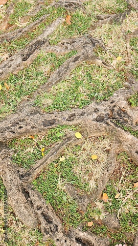 Large tree roots emerging from the ground, surrounded by grass; the tree stands in the center of a public park with a warm tropical climate—even in the morning—making it an ideal spot to refresh the s