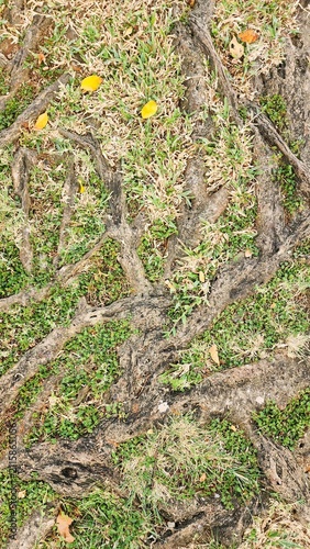 Large tree roots emerging from the ground, surrounded by grass; the tree stands in the center of a public park with a warm tropical climate—even in the morning—making it an ideal spot to refresh the s