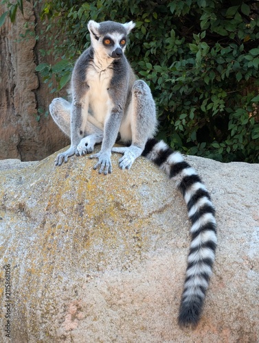 ring tailed lemur