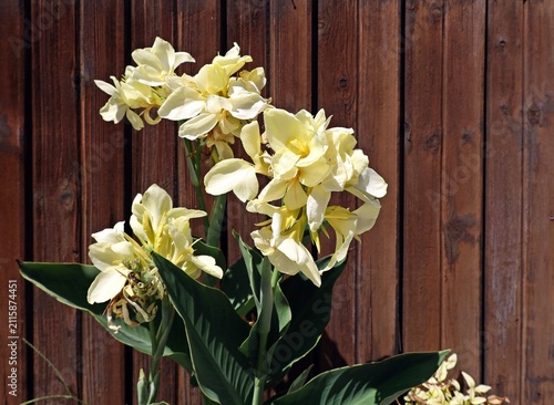 Canvastavla Flowering pale yellow Canna indica on wooden wall pattern