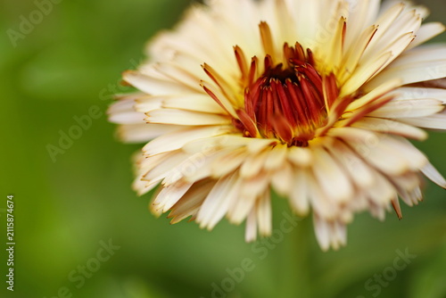 Pot marigold flower (Calendula officinalis pygmy buff)