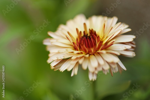 Pot marigold flower (Calendula officinalis pygmy buff)