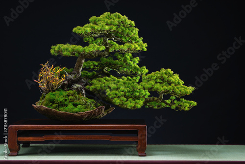 This is a 60-year-old Japanese white pine styled in a rare triple-trunk windswept shape. It beautifully expresses the resilience of trees enduring harsh mountain winds. height: 65cm, width: 90cm