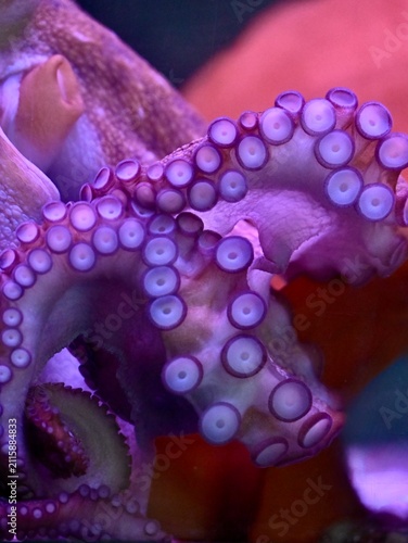Detailed macro photograph of a giant octopus tentacle showing suction cups and skin texture. Illuminated by glowing pink and purple neon lighting against a deep blue aquarium background. Perfect for