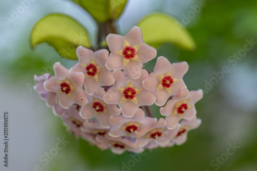 White Hoya Carnosa Flowers Bouquet Star Red Pollen Shape Flower Colorful Plant Summer Season Wax Plant Or Wax Flowers Or Porcelain Flower