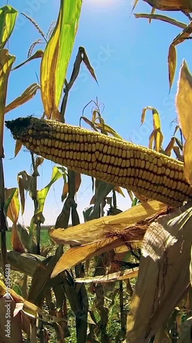 Mature Corn Ear Swaying in Wind Against Blue Sky in October. Real time vertical video shot at eye level focusing on a ripe, healthy corn cob peeled open on a dry stalk, ready for harvest. 