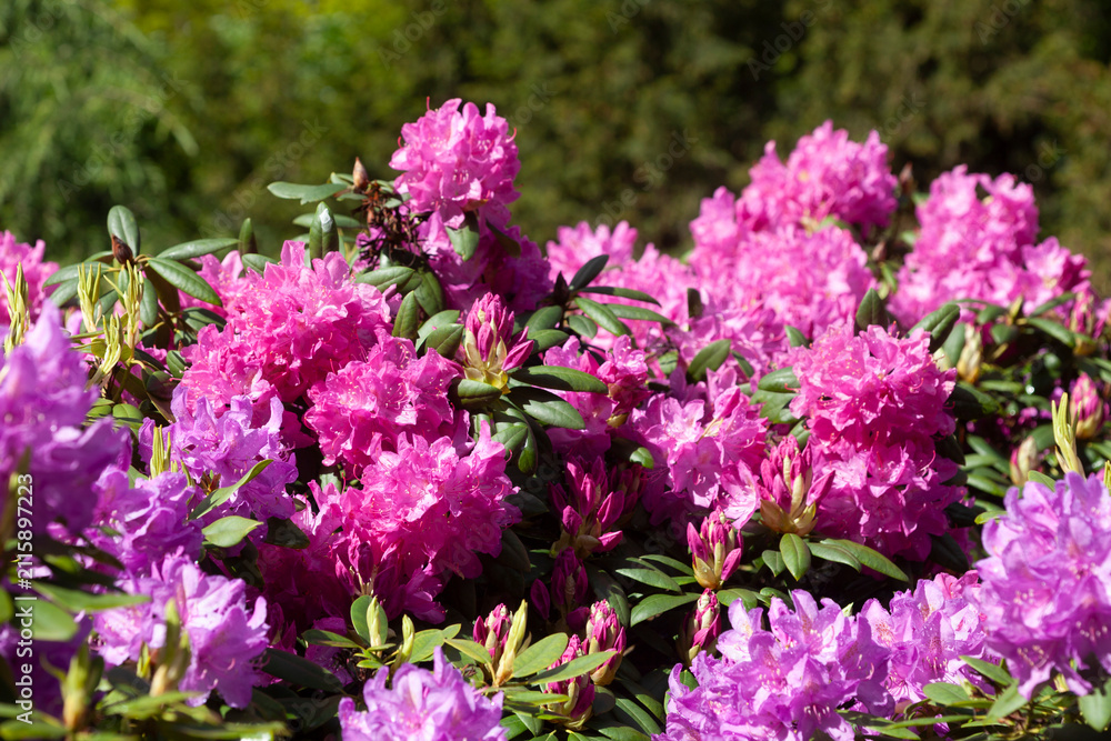 Obraz premium Lila Rhododendronblüte, Close-Up, Deutschland